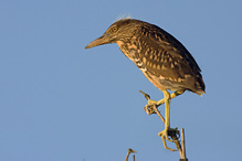 Kvakoš noční - Nycticorax nycticorax