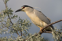 Kvakoš noční - Nycticorax nycticorax