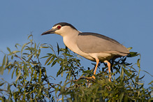 Kvakoš noční - Nycticorax nycticorax