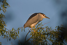 Kvakoš noční - Nycticorax nycticorax