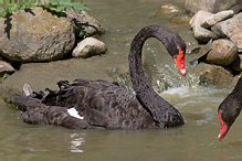 Labuť černá - Cygnus atratus