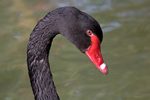 Black Swan - Cygnus atratus