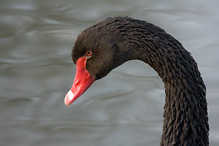 Black Swan - Cygnus atratus