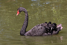 Labuť černá - Cygnus atratus