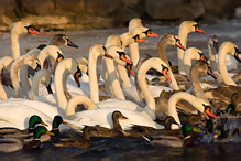 Mute Swan - Cygnus olor