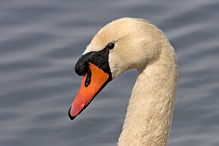 Mute Swan - Cygnus olor