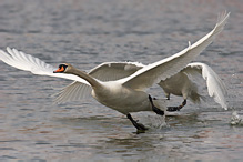 Labuť velká - Cygnus olor