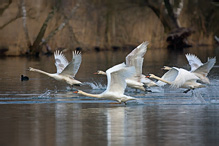 Mute Swan - Cygnus olor