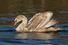 Labuť velká - Cygnus olor