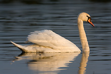 Labuť velká - Cygnus olor