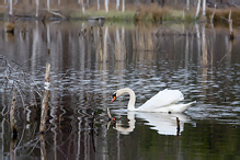 Labuť velká - Cygnus olor