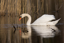 Labuť velká - Cygnus olor