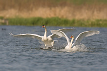 Mute Swan - Cygnus olor