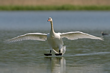 Labuť velká - Cygnus olor