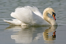 Mute Swan - Cygnus olor