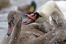 Labuť velká - Cygnus olor