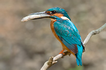 Common Kingfisher - Alcedo atthis