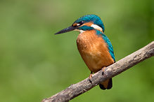 Common Kingfisher - Alcedo atthis