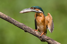 Common Kingfisher - Alcedo atthis