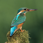 Common Kingfisher - Alcedo atthis