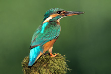 Common Kingfisher