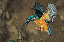 Common Kingfisher - Alcedo atthis