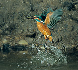 Common Kingfisher - Alcedo atthis