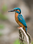 Common Kingfisher - Alcedo atthis