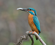 Common Kingfisher - Alcedo atthis