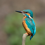 Common Kingfisher - Alcedo atthis