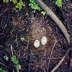 Nightjar - Caprimulgus europaeus