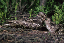 Nightjar - Caprimulgus europaeus