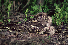 Nightjar - Caprimulgus europaeus