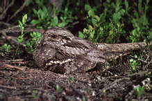 Lelek lesní - Caprimulgus europaeus