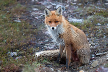 Liška obecná - Vulpes vulpes