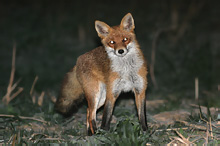 Fox - Vulpes vulpes