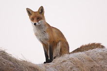 Fox - Vulpes vulpes