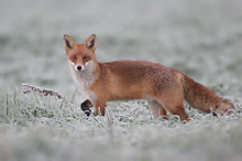 Liška obecná - Vulpes vulpes