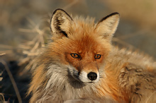 Fox - Vulpes vulpes