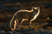 Fox - Vulpes vulpes