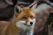 Fox - Vulpes vulpes