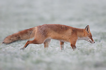 Liška obecná - Vulpes vulpes