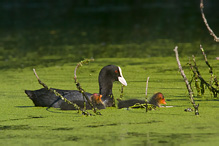 Lyska černá - Fulica atra