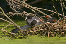 Lyska černá - Fulica atra