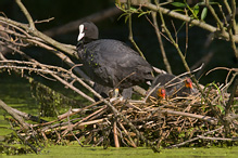 Lyska černá - Fulica atra