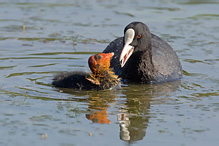 Lyska černá - Fulica atra