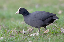 Lyska černá - Fulica atra