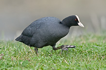 Lyska černá - Fulica atra