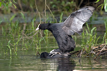 Lyska černá - Fulica atra