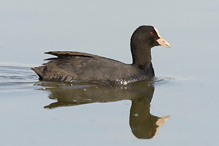 Lyska černá - Fulica atra